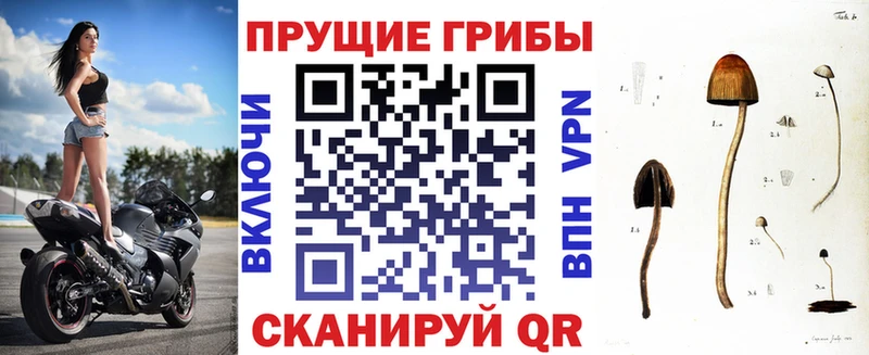 купить наркотики сайты  Бузулук  Галлюциногенные грибы GOLDEN TEACHER 